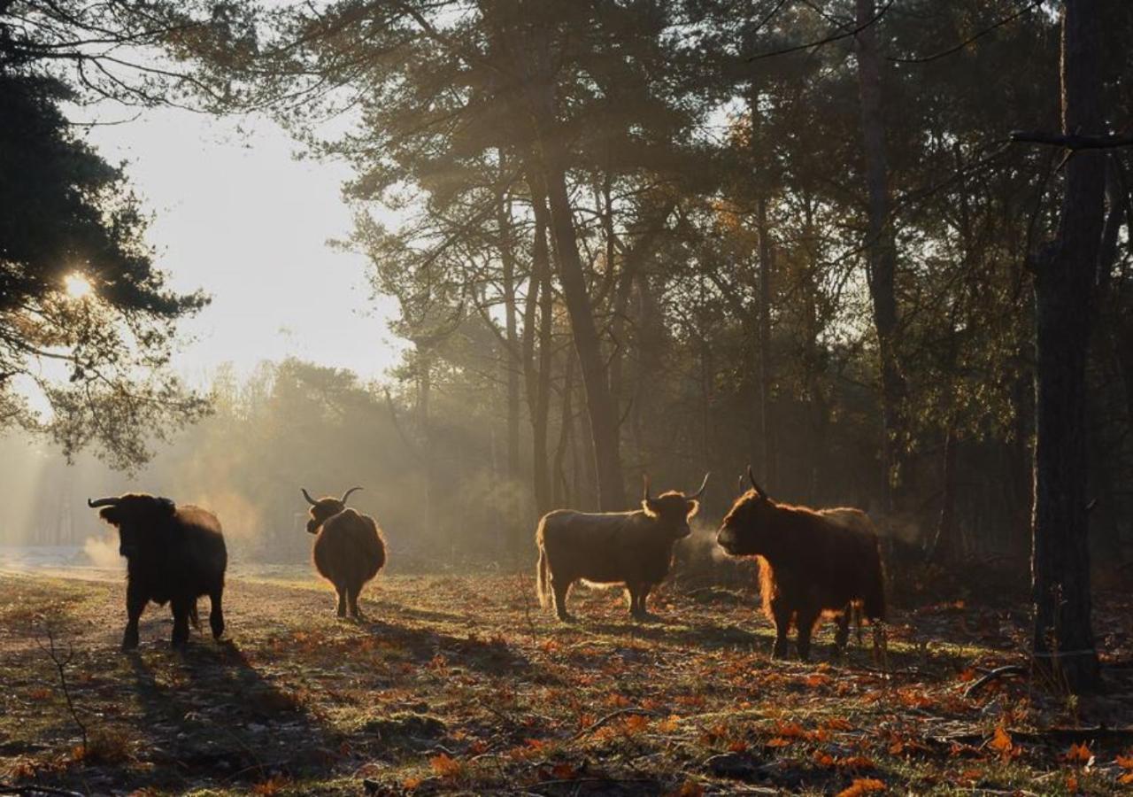 "De Jungle" Chalet Met Veranda Op Ijsselheide Hattemerbroek Veluwe Ngoại thất bức ảnh